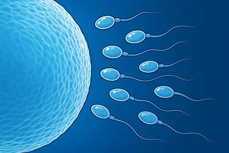 Espermatozoides acercándose al óvulo durante la fecundación