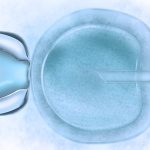 Cómo funciona la Fecundación in Vitro (FIV)?